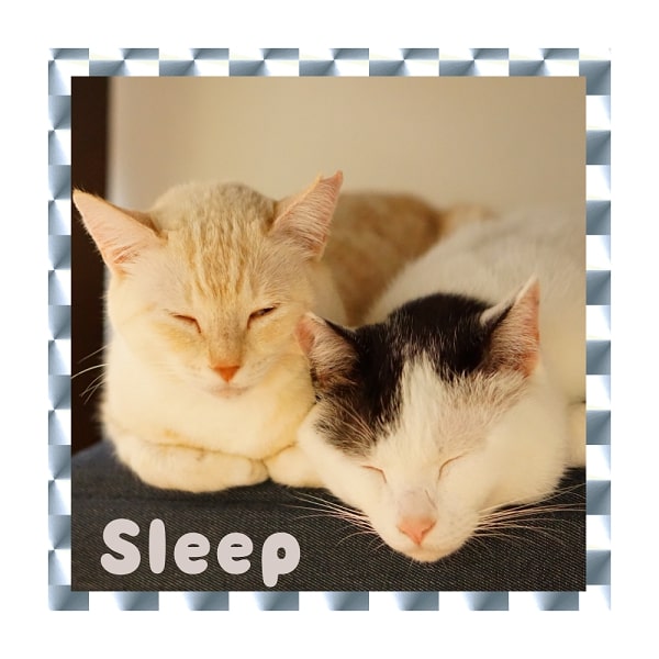 カユ&ぶち Sleep キラキラシール