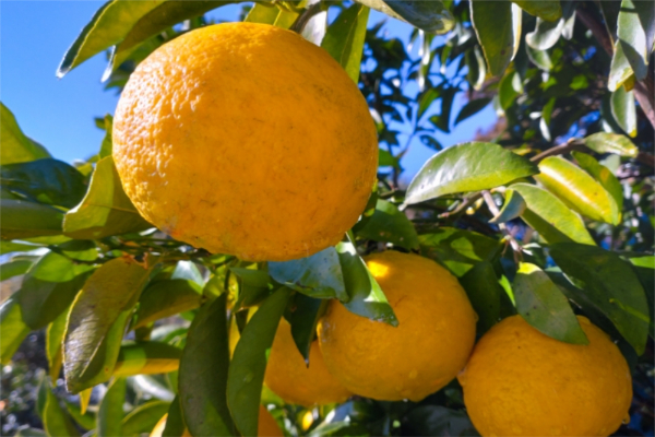 宮崎県でクラスTシャツが作れる会社