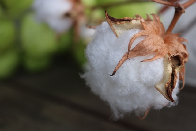 綿100%に毛玉ができてしまう理由