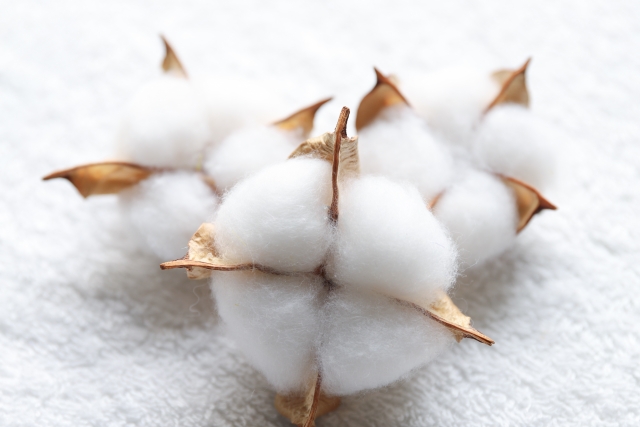 そもそも綿とは