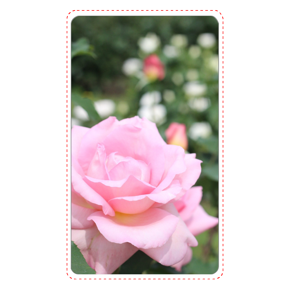 インジケータ無バッテリー (4000mAh)  白/Pink rose