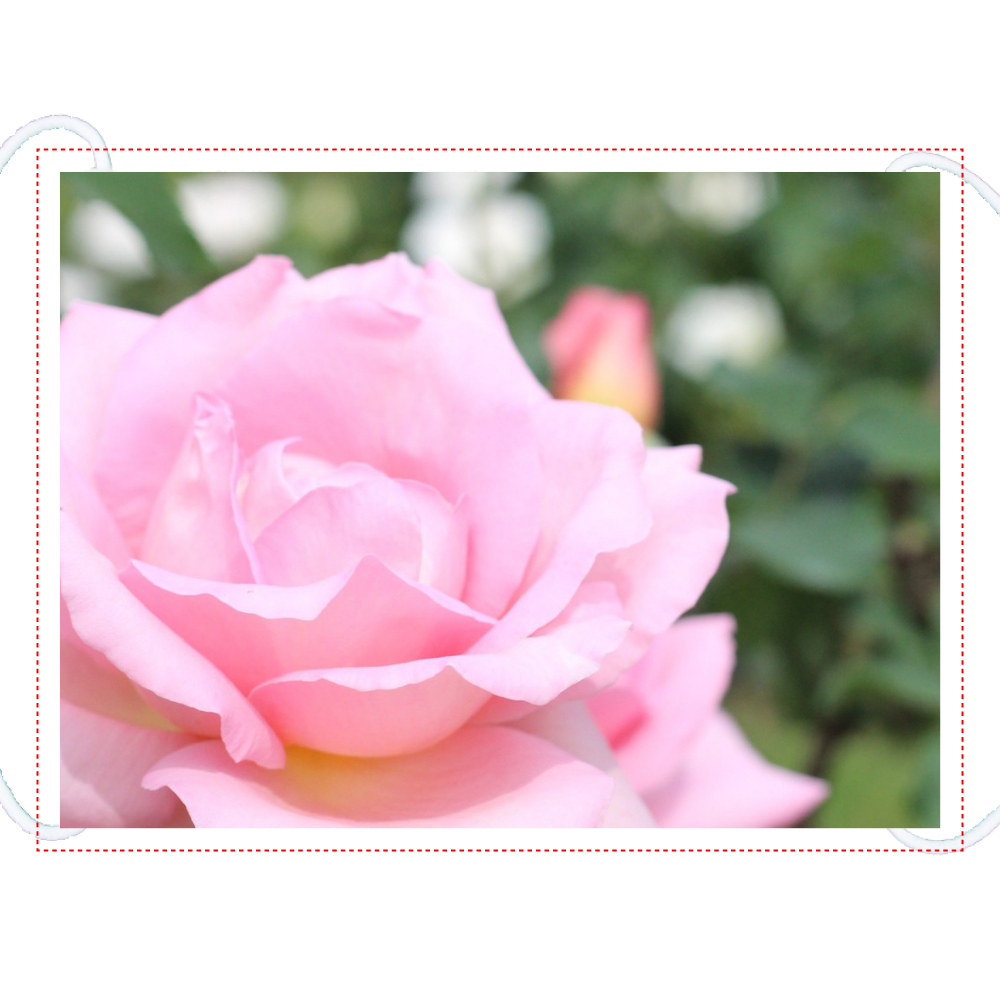 マスク大(男性用)/Pink rose