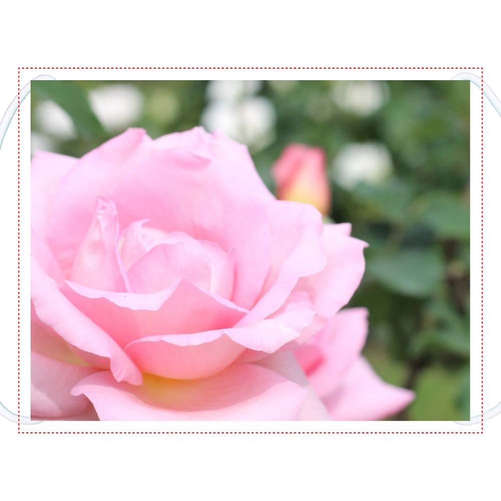 マスク小(女性用)/Pink rose マスク小(女性用)