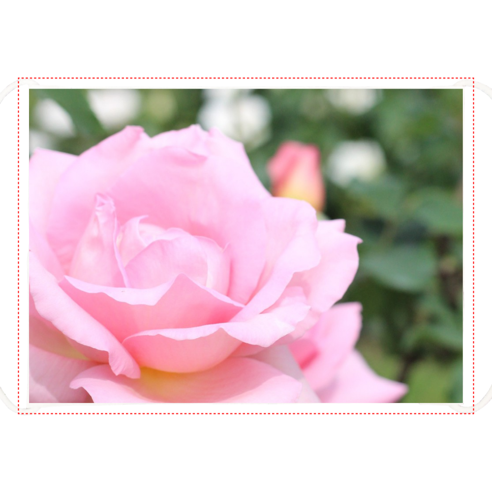ひんやりマスク/Pink rose