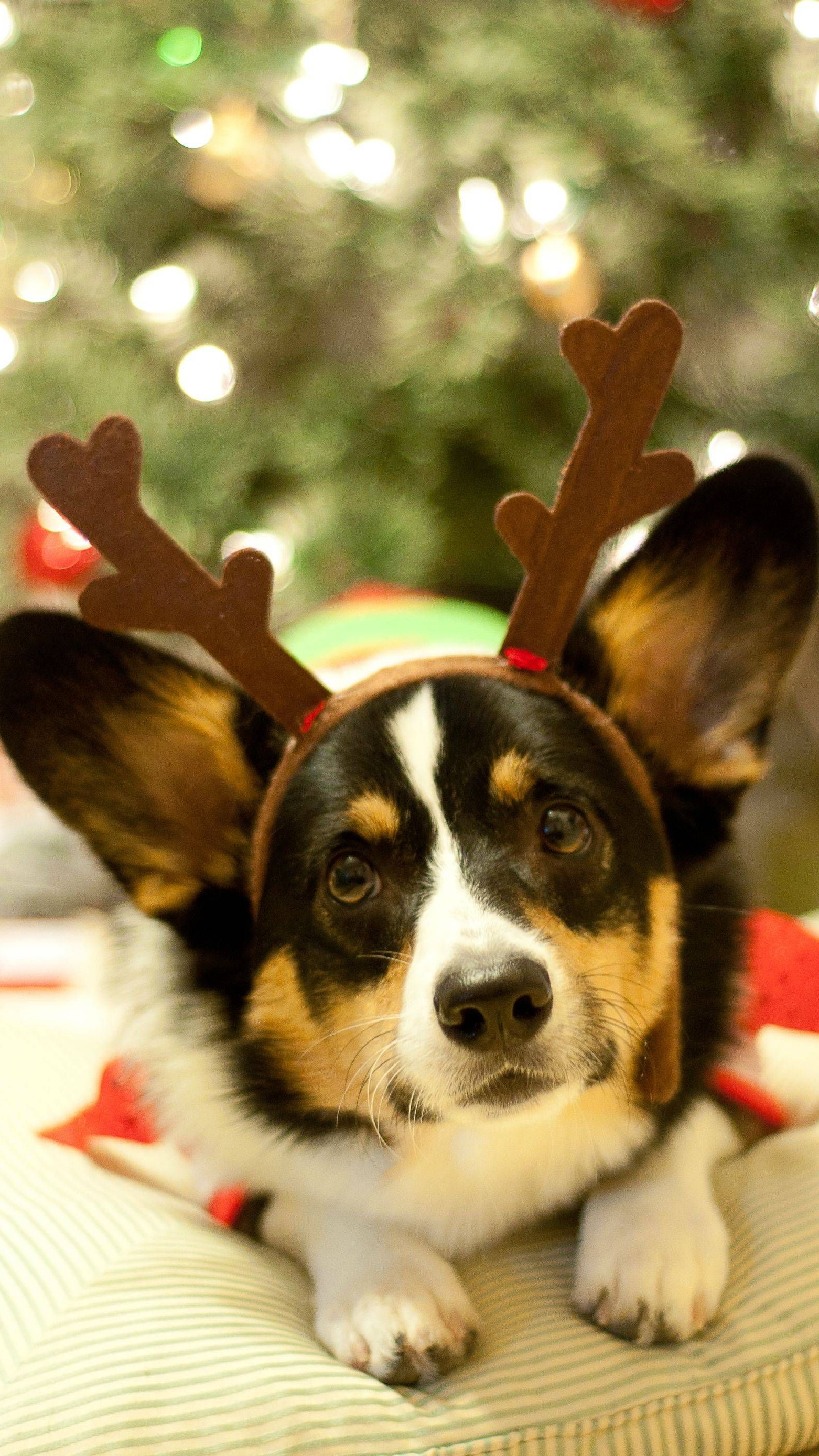 クリスマス犬 スーパーホワイトマグカップﾟV1