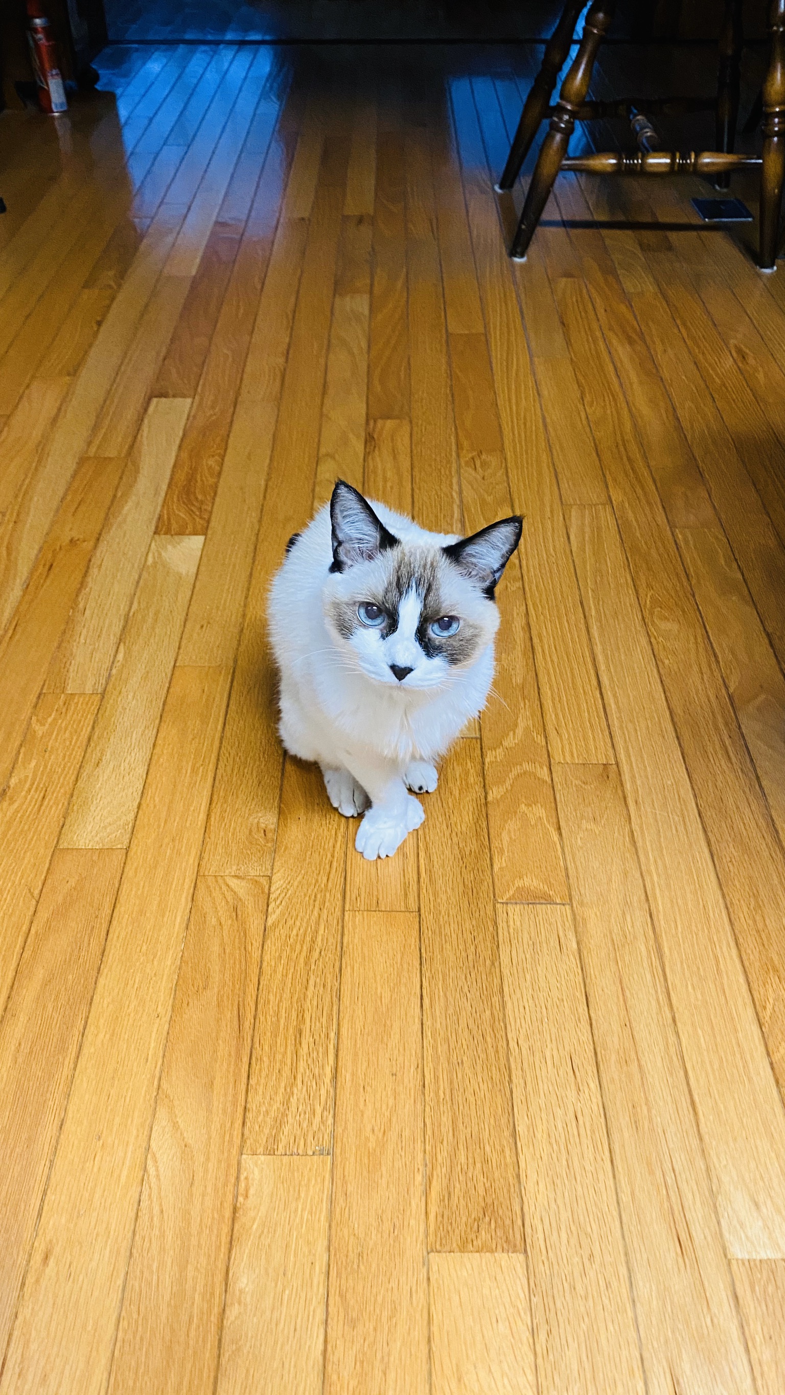 猫プリントエプロン